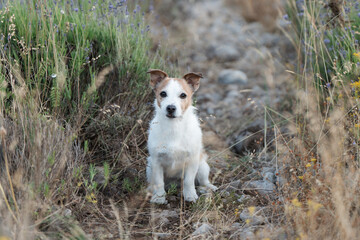 Adorable dog posing outdoors in tall dry grass and lavender flowers in summer nature