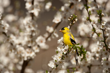 American Goldfinch in plum tree taken in central MN in the wild