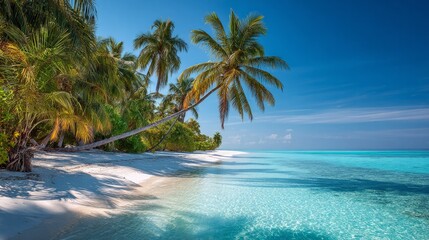 A beautiful beach with palm trees and a clear blue ocean
