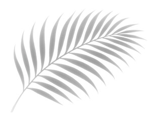 Realistic palm leaf shadow.