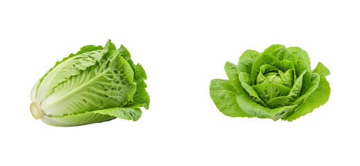 Obraz premium Harvesting fresh salad greens romaine and butterhead lettuce kitchen food bright healthy eating. Set PNG