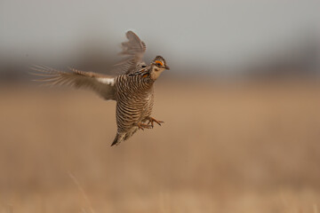 Greater Prairie Chicken flying and landing taken in western MN in the wild