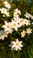 White clematis blossoms in sunlight