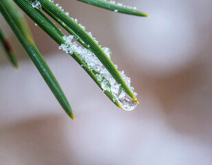 Naklejka premium Frozen Pine Needles: Close-Up of Ice Crystals and Water Droplet on Green Needles