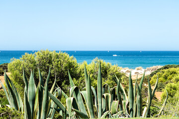 sand dunes that give access to La Barrosa beach in Sancti Petri, Cadiz, Spain