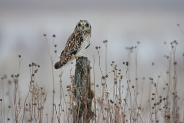 Short-eared Owl taken in southern MN