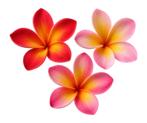 Red, yellow, and pink plumeria flowers.