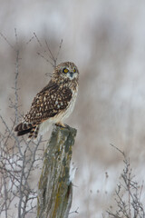 Short-eared Owl taken in southern MN