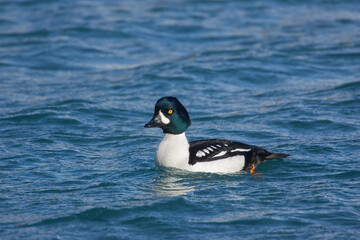 Barrow's Goldeneye male taken in SE Alaska