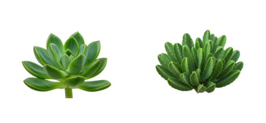 Display of succulent plants botanical garden natural environment greenery concept for relaxation. Set PNG