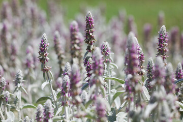 風に揺れるラムズイヤー