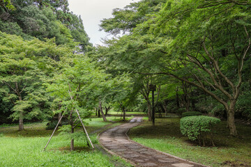 新緑のもみじ谷
