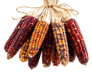Front View of Colorful Indian Corn Bundle Tied with Raffia, Isolated