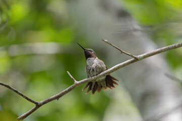 Ruby-Throated Hummingbird