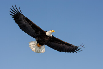 Bald Eagle in flight taken in Homer Alaska