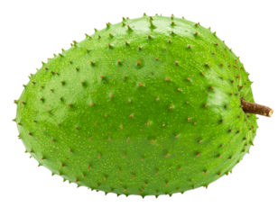 Fresh ripe soursop fruit isolated on transparent background PNG