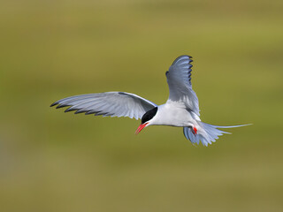 Arctic Tern in Flight Against Green Background