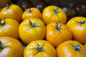 big yellow organic tomatoes on display