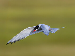Arctic Tern in Flight Against Green Background