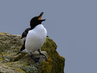 Razorbill Calling from Rocky Coastline