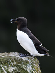 Razorbill Standing on Rock with Ocean Background

