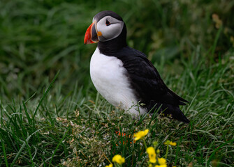 Atlantic Puffin Standing on Green Grass with Wildflowers