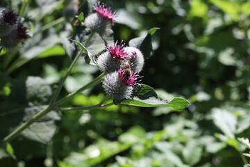 a bee pollinates a burdock plant with thorns in summer