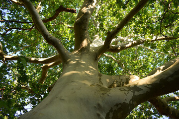 Trunk and skeletal branches of a huge plane tree in summer.