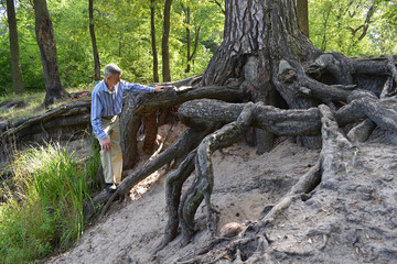 A man examines the powerful roots of a pine tree that have been exposed on the riverbank.