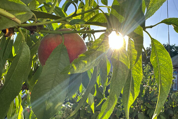red peach in the rays of warm summer sun