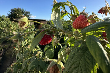 summer raspberry bushes with red berries