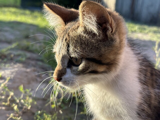 closeup portrait of a playful kitten