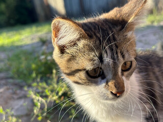 closeup portrait of a playful kitten
