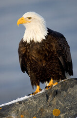 Bald Eagle adult in winter