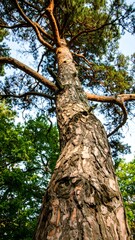 Naklejka premium Tall pine tree trunk and branches