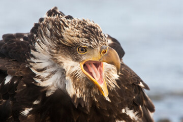 Bald Eagle (Haliaeetus leucocephalus)