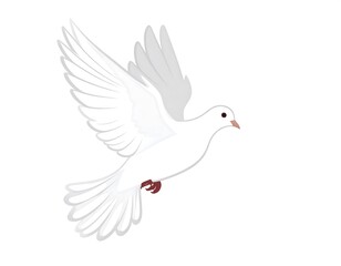 Fototapeta premium White dove in flight