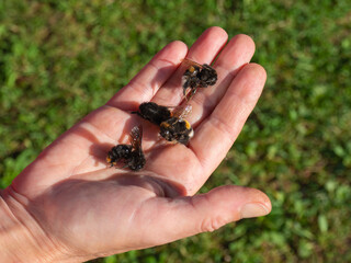 Spraying pesticides and herbicides and the harm they cause. Dead bumblebees. Poisons used in...