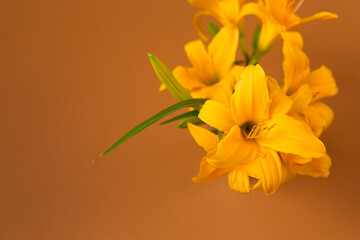 Golden lily blossoms with warm cozy tone