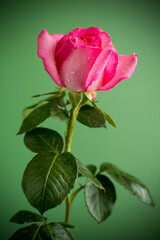 Single pink rose on pink background isolated