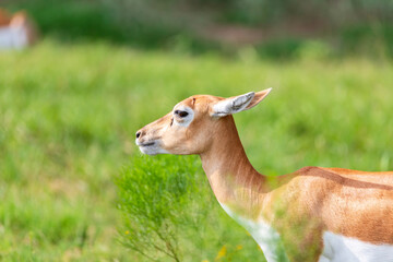 Animal Wild Safari at Fossil Rim Wildlife Center - Glen Rose, Texas, USA