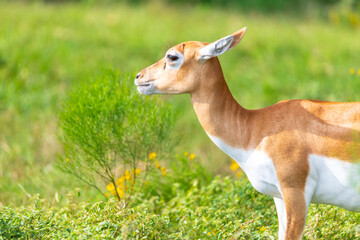 Animal Wild Safari at Fossil Rim Wildlife Center - Glen Rose, Texas, USA