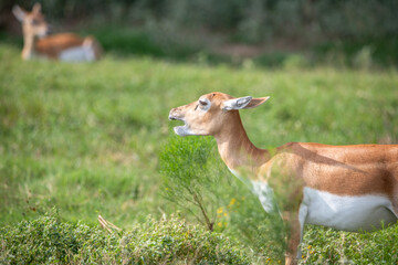 Animal Wild Safari at Fossil Rim Wildlife Center - Glen Rose, Texas, USA