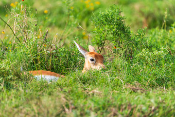Animal Wild Safari at Fossil Rim Wildlife Center - Glen Rose, Texas, USA