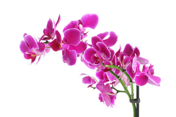 Obraz premium Beautiful orchid flower isolated on white. Blooming plant
