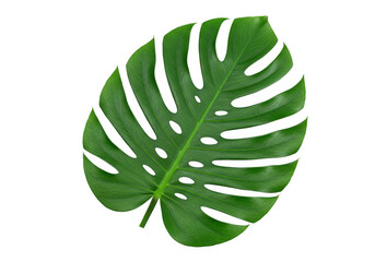 Closeup of a vibrant green monstera leaf, isolated on transparent background, showcasing its unique split pattern and tropical charm in a studio shot