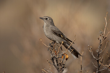 Townsend's Solitaire taken in SE Arizona