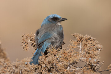 Woodhouse's Scrub Jay taken in central Colorado