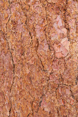 tree bark texture