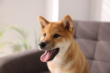 Cute Shiba Inu puppy on armchair at home